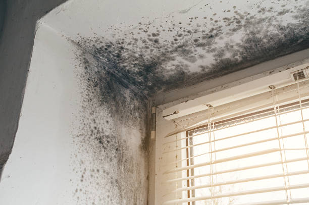 Affordable Attic Mold Removal solutions in Vernon Hills, IL