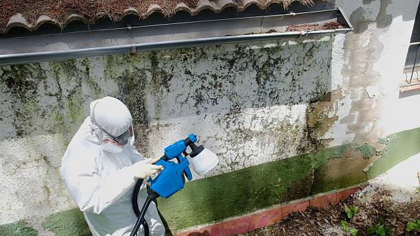 Top rated local Attic Mold Removal specialists in Vernon Hills, IL